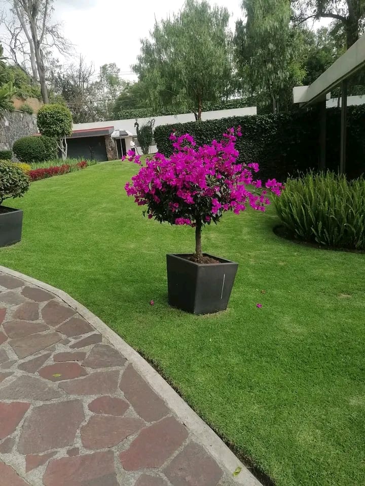 Garden room integrado al jardín en Berazategui